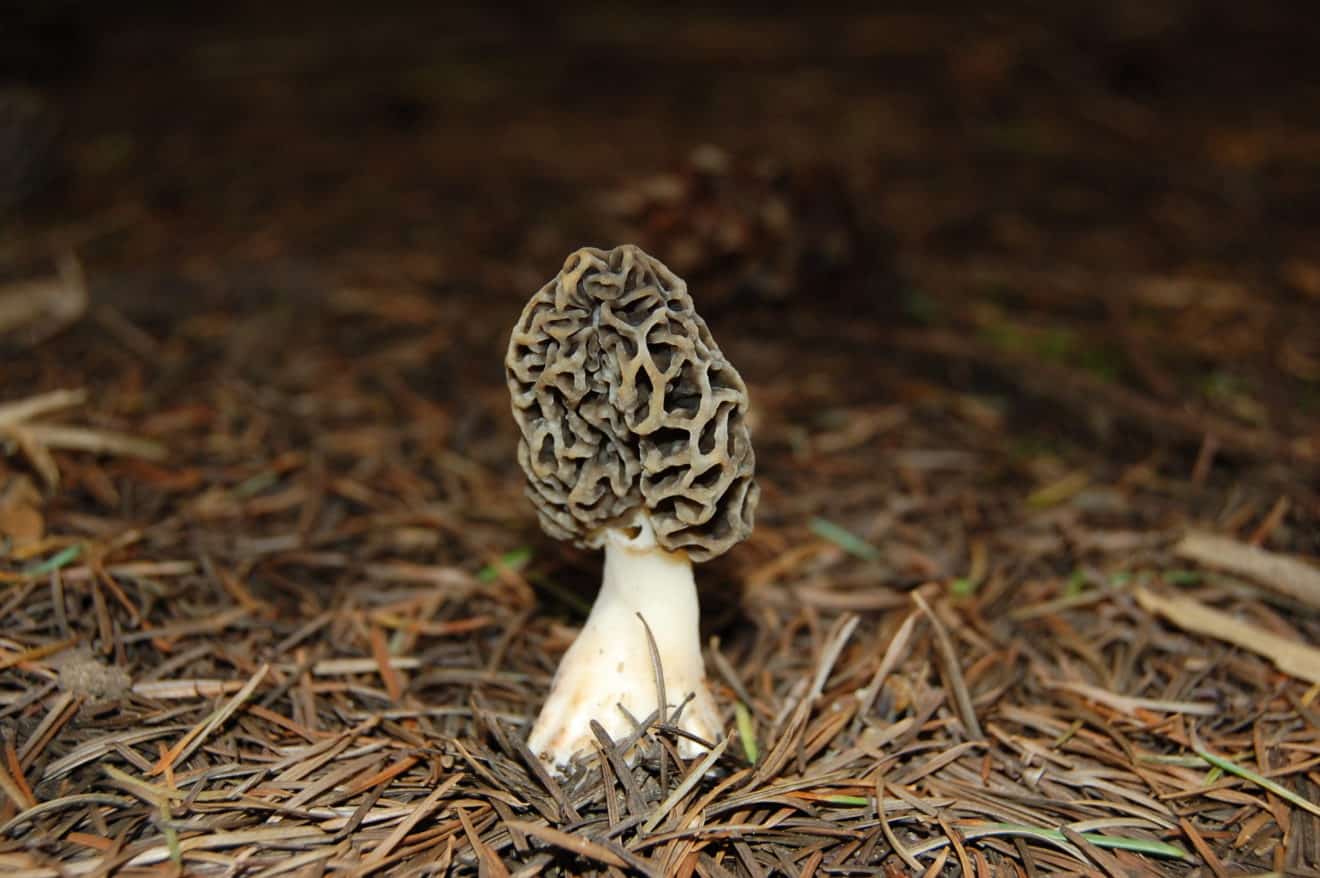 Wild Edible Mushrooms