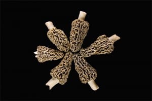 Morel Mushroom Star photo by Charles Dawley Morel Mushroom Star