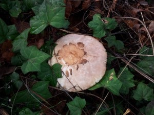 Shaggy Parasol
