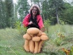 Anna demonstrating her Alaska Gold or Golden Mushrooms.
