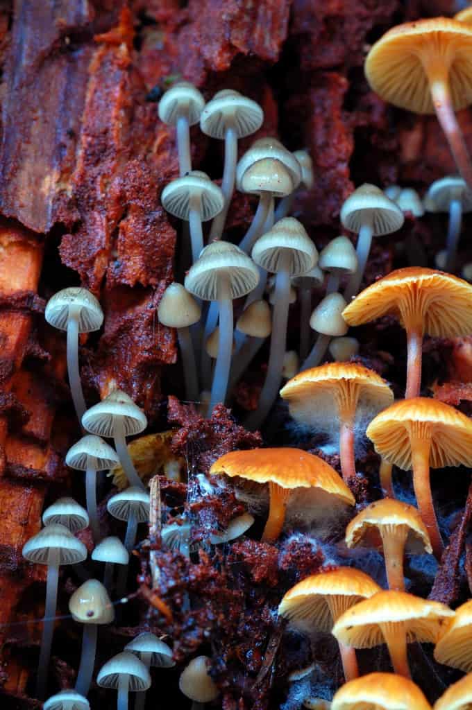 Mycena subcana and Xeromphalina campanella decomposing a conifer stump