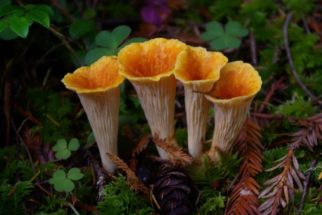 Turbinellus floccosus