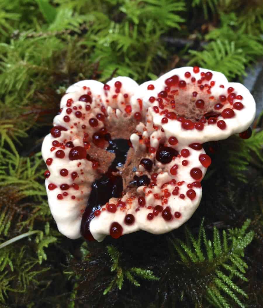 Hydnellum Peckii Cascade Mycological Society