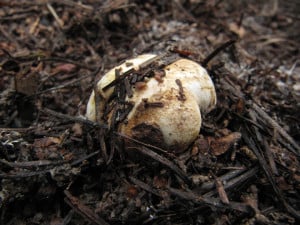 Rhizopogon_vinicolor