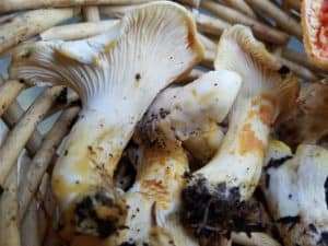 Chanterelles