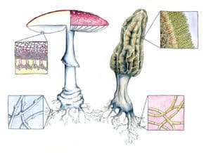 asco-basidio003sm