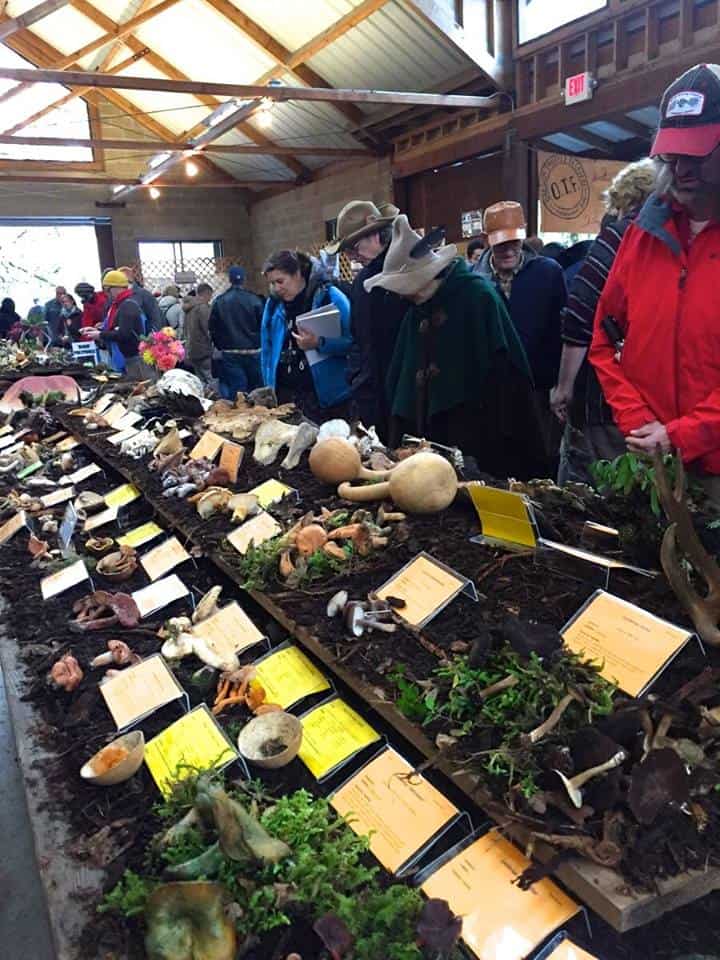 Mount Pisgah Arboretum Mushroom Festival Cascade Mycological Society