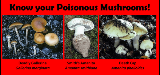 Poisonous mushrooms