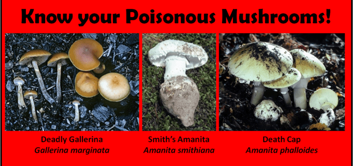 Poisonous mushrooms