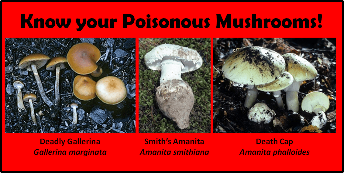 Know Your Poisonous Mushrooms Cascade Mycological Society 7033