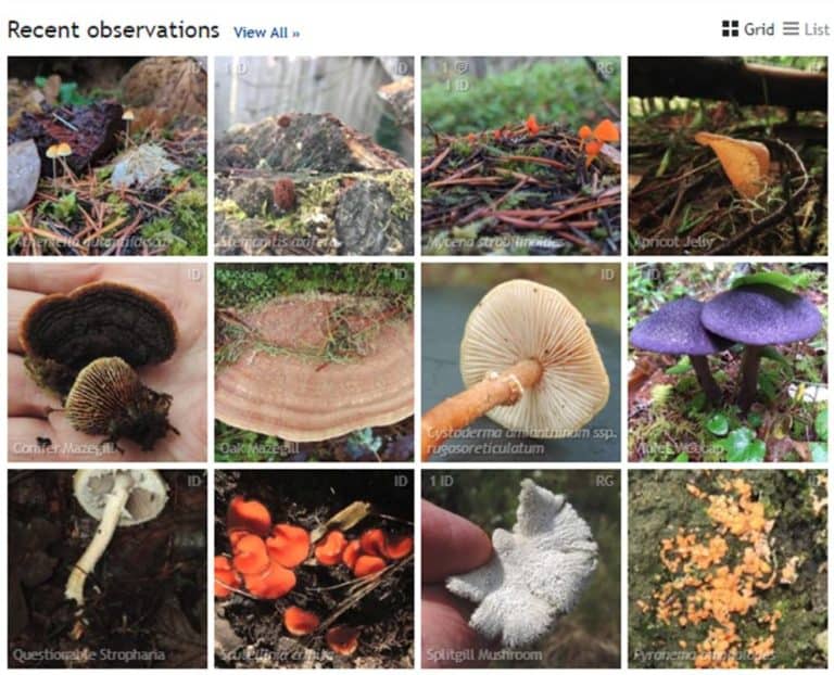 Use Inaturalist To Learn About Mushrooms Cascade Mycological Society 2015