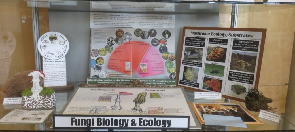 Fascinating World Of Fungi Exhibit – Cascade Mycological Society