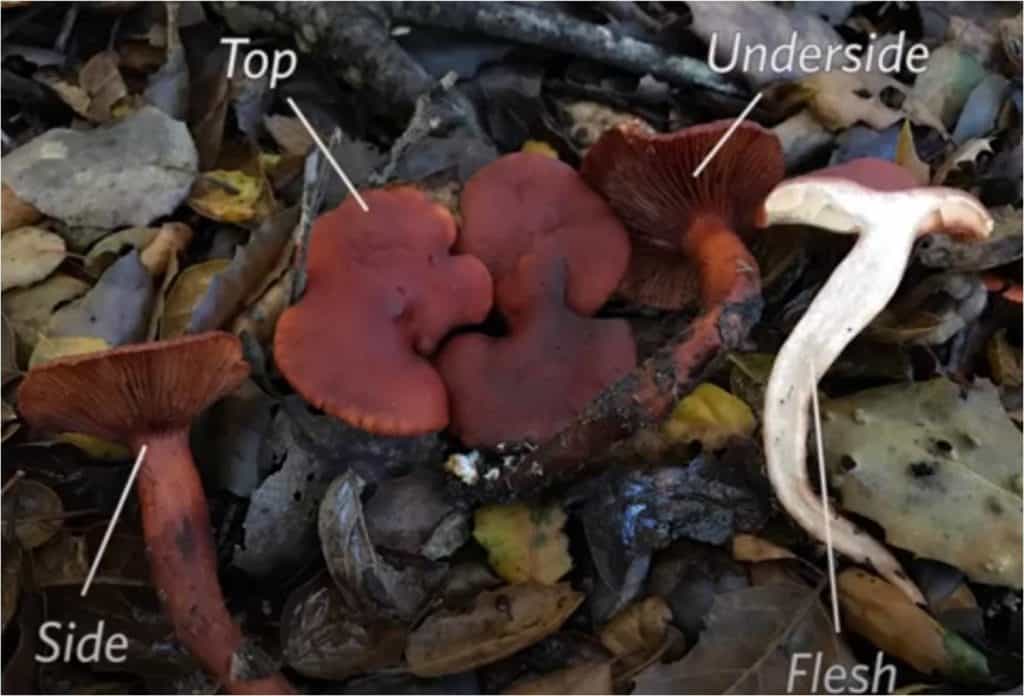 2021 Mushroom Show Mycoblitz Cascade Mycological Society 4627