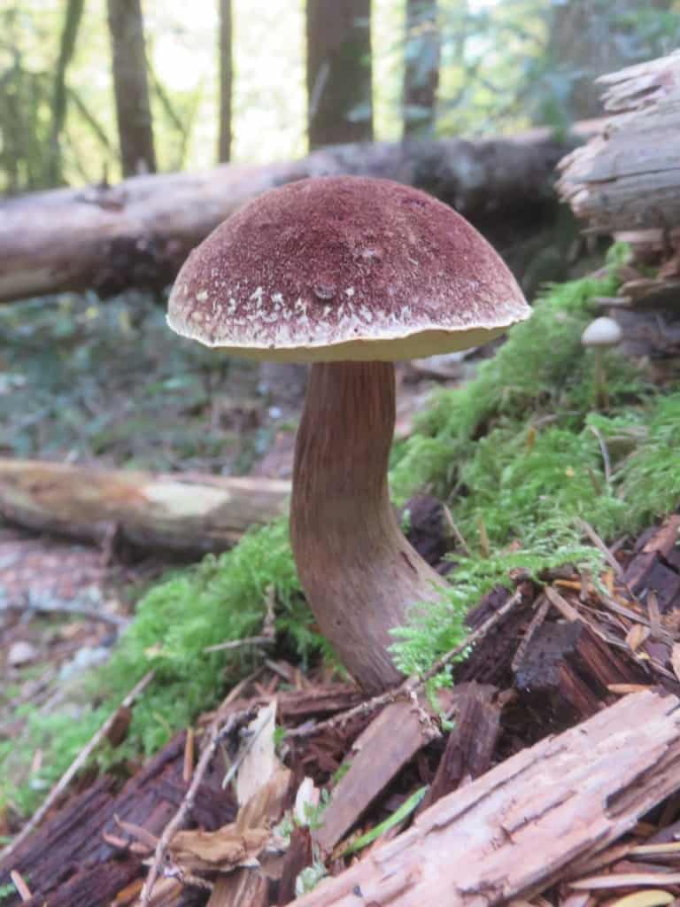 Mushroom Season Wrap Up Cascade Mycological Society 