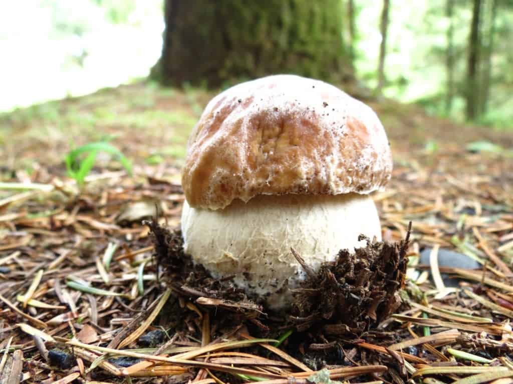 Trees And The Mushrooms Who Love Them Cascade Mycological Society