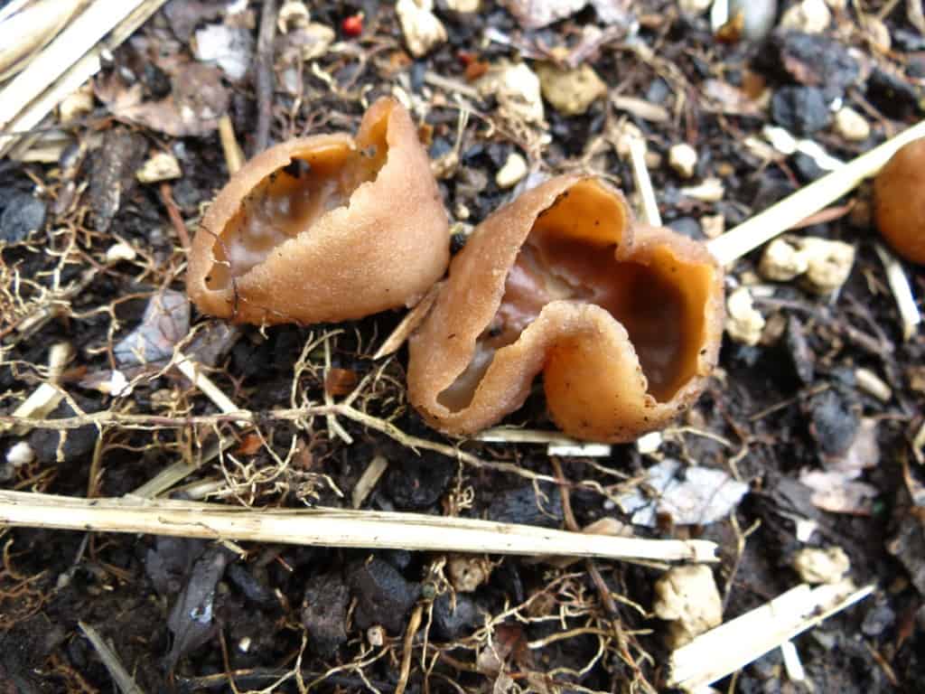 PART 3: Grow Mushrooms in a Straw Bale — Central Texas Mycological Society