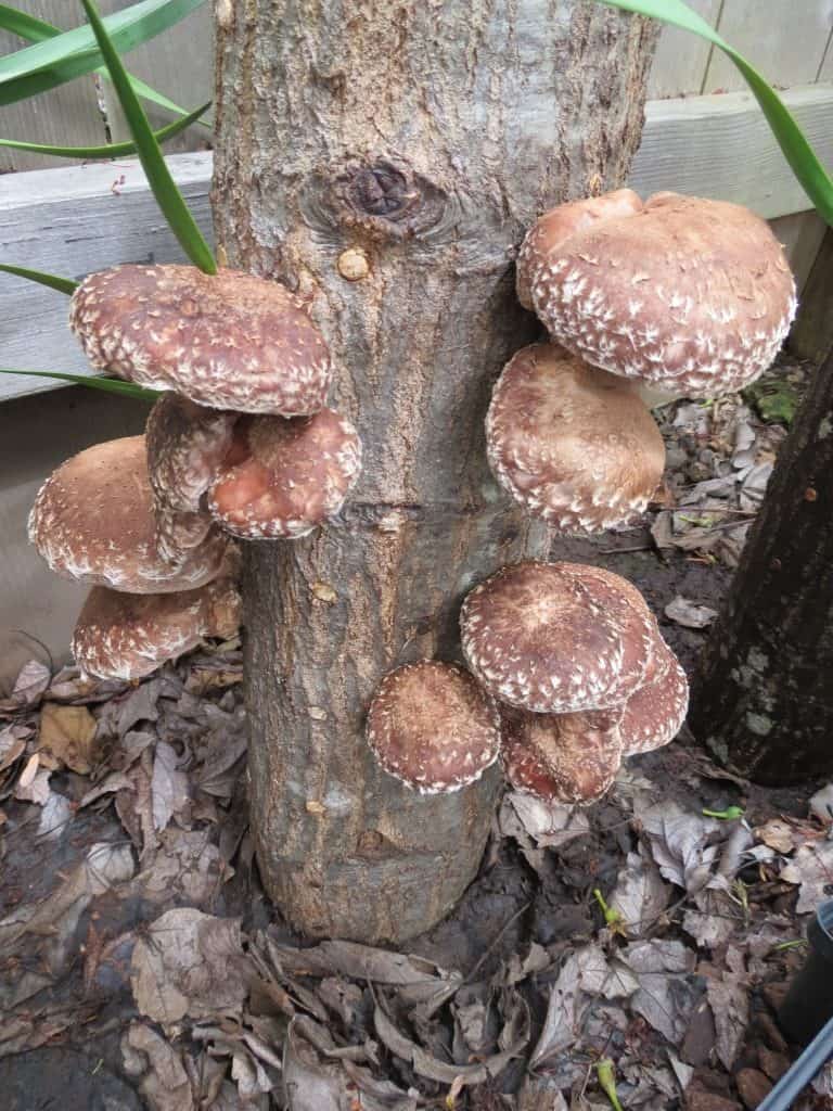 Growing Mushrooms At Home Cascade Mycological Society