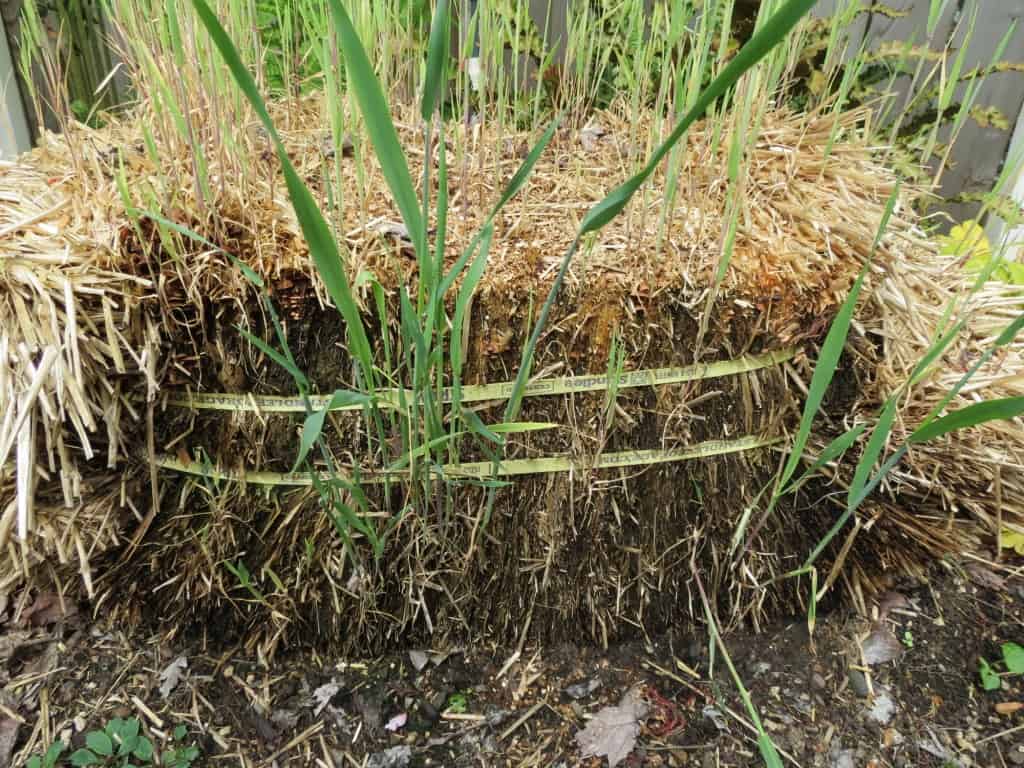 Mushrooms Growing in Straw Bales - My Northern Garden