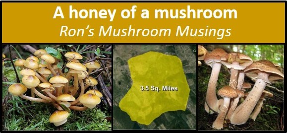 A Honey Of A Mushroom Cascade Mycological Society 3108