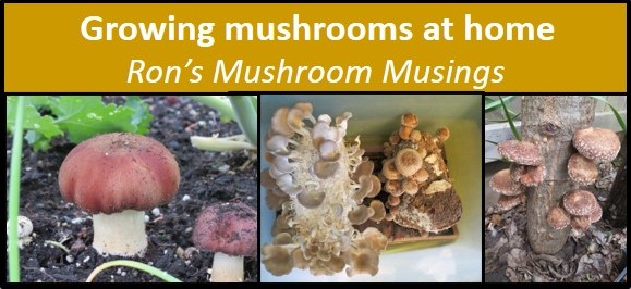 Growing mushrooms at home – Cascade Mycological Society