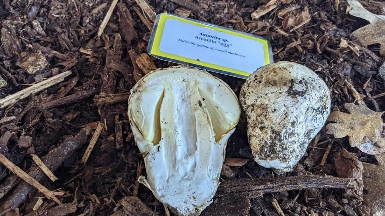 A Successful 2021 Mpa Mushroom Festival Cascade Mycological Society 0374