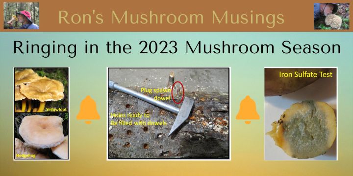 Cascade Mycological Society Non Profit 501c3 Education Research And Fun With Fungi 4521