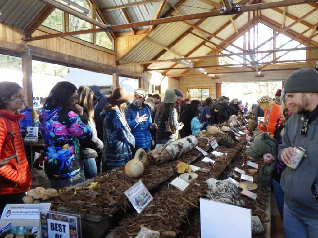 The Mushroom Display